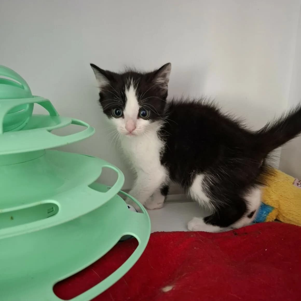 Brya, Mixed Breed (CAT)