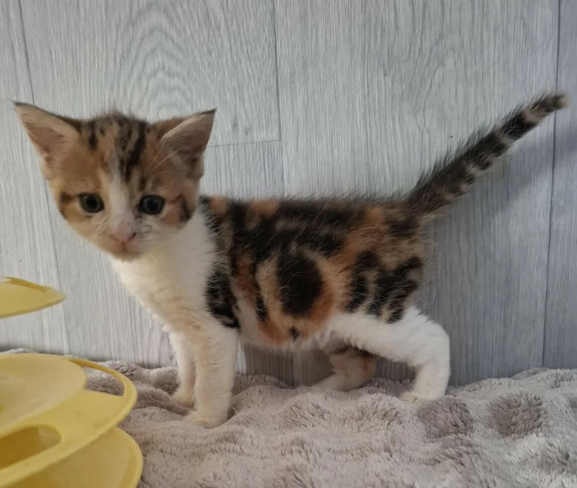 Bulle, Mixed Breed (CAT)