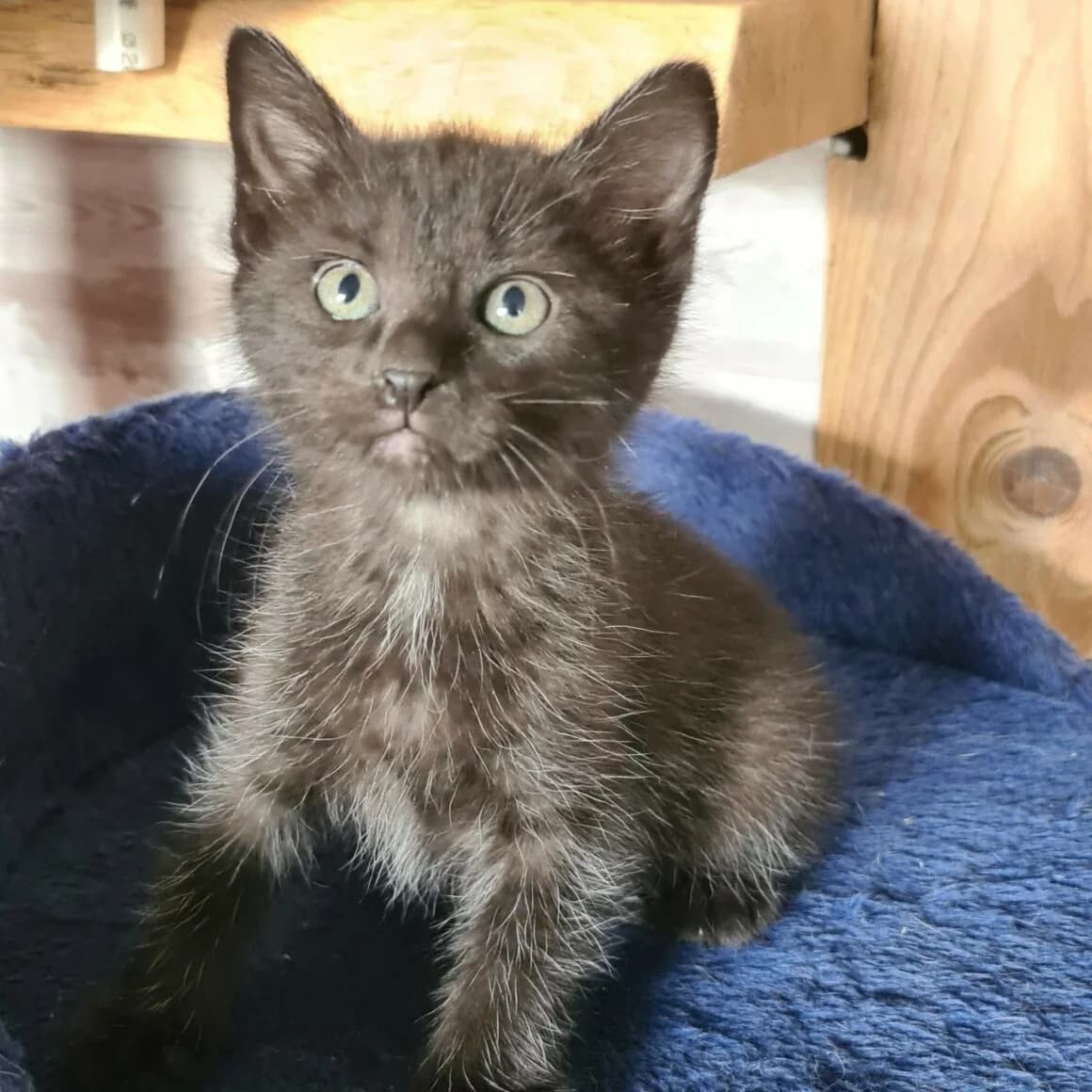 Bouchon, male puppy Mixed Breed for adoption at CAT, chabris