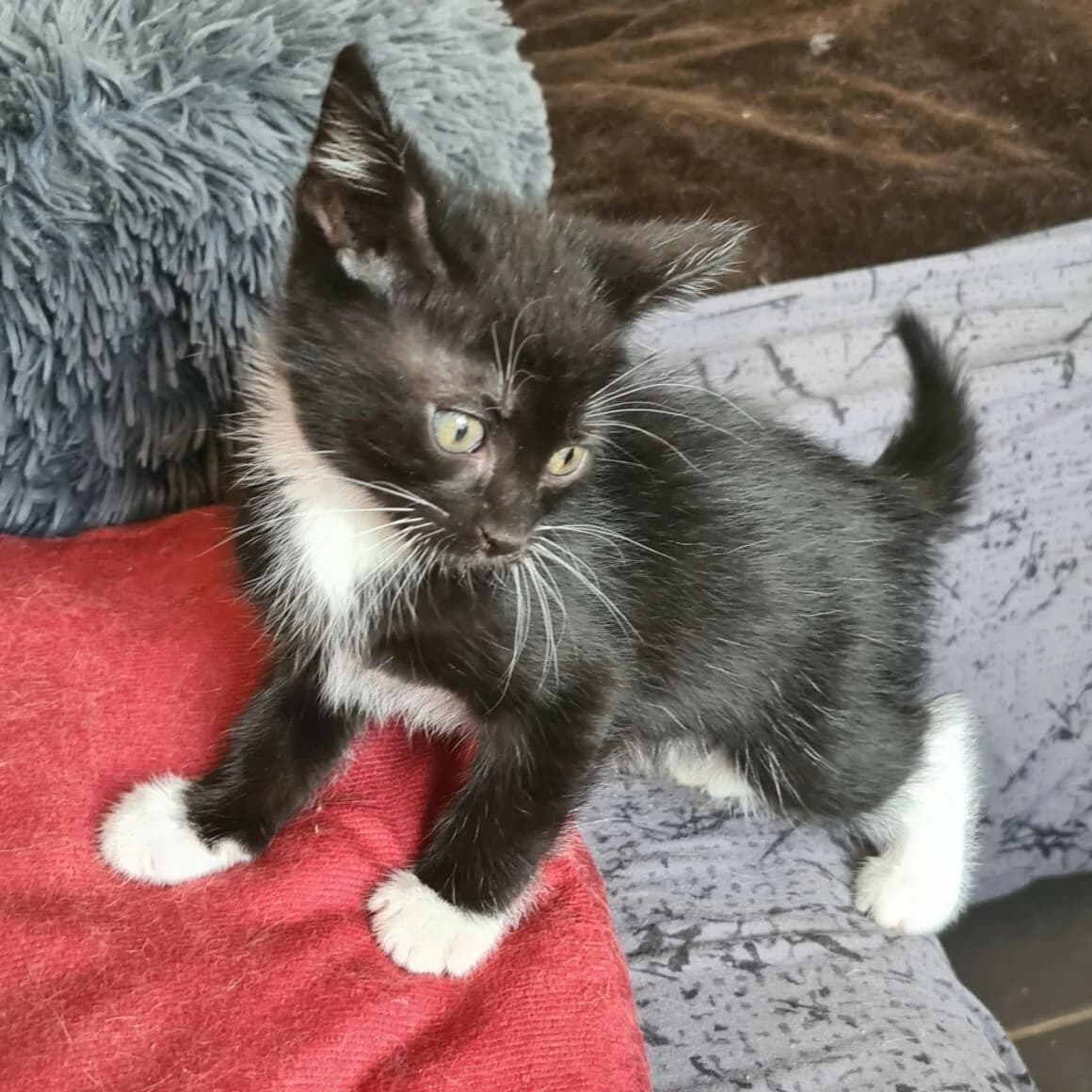 Brewster, Mixed Breed (CAT)