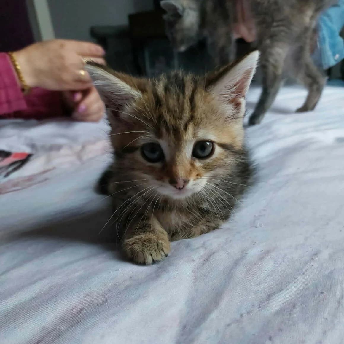 Baya, female puppy Mixed Breed for adoption at CAT, chabris