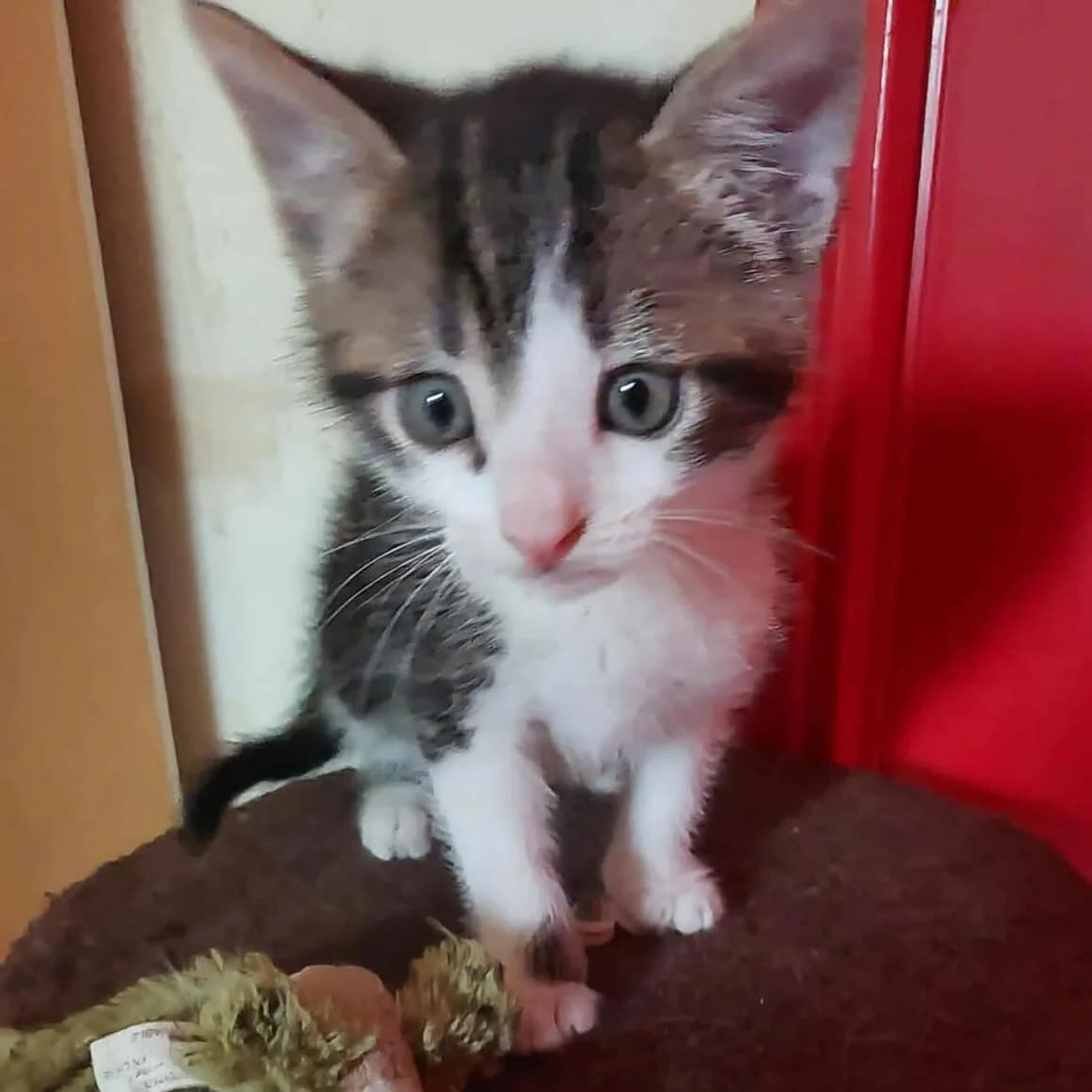 Bilbo, male puppy Mixed Breed for adoption at CAT, chabris