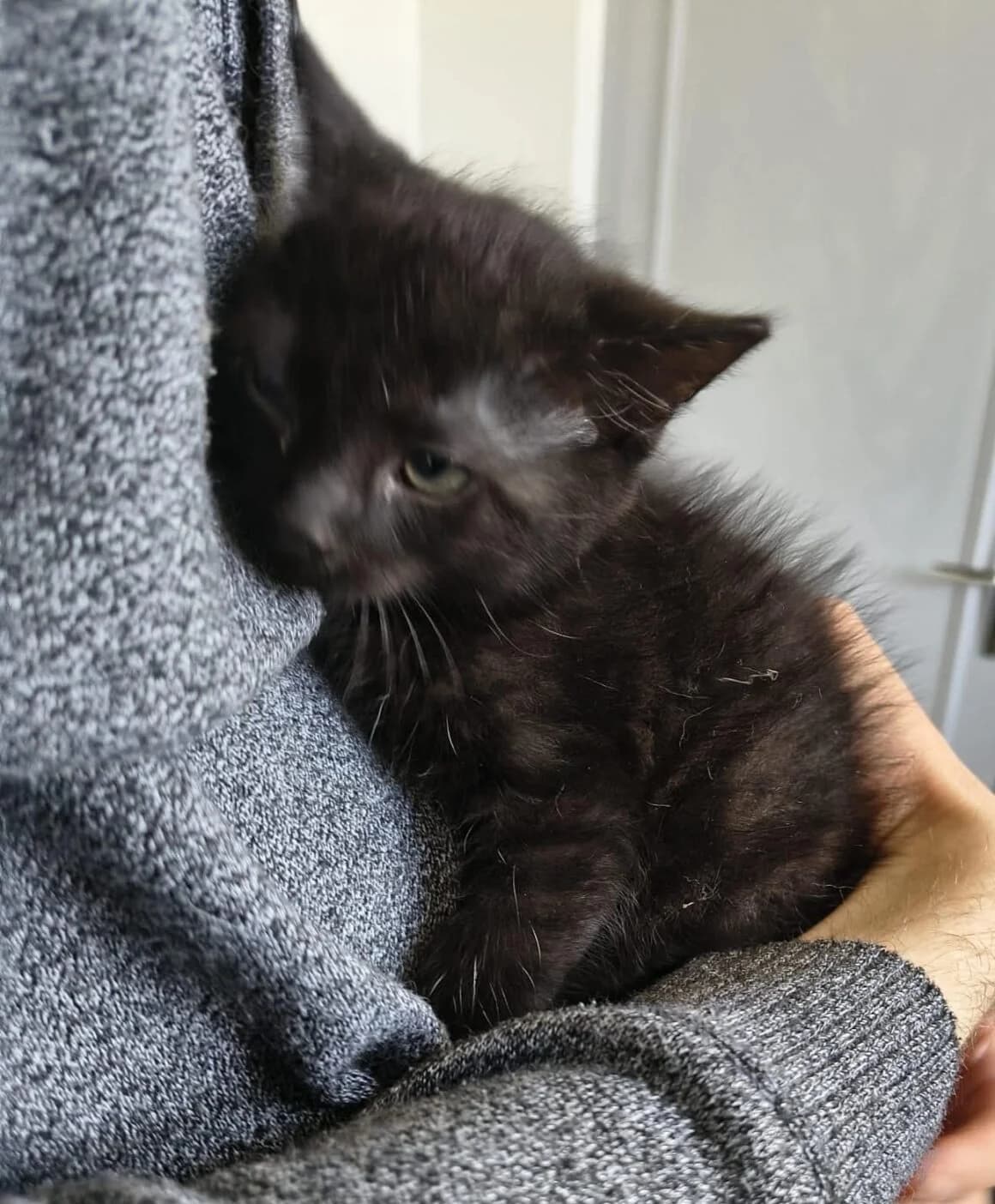 Banania, female puppy Mixed Breed for adoption at CAT, chabris