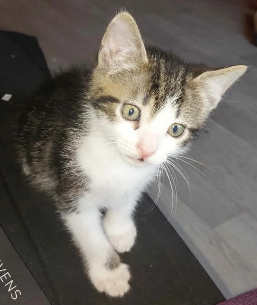 Bouftou, male puppy Mixed Breed for adoption at CAT, chabris