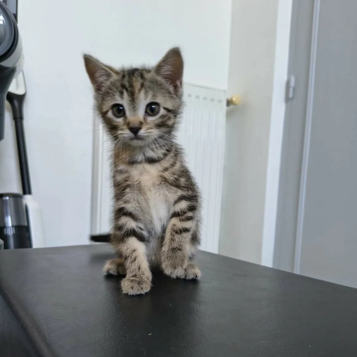 Bonbon, female puppy Mixed Breed for adoption at CAT, chabris