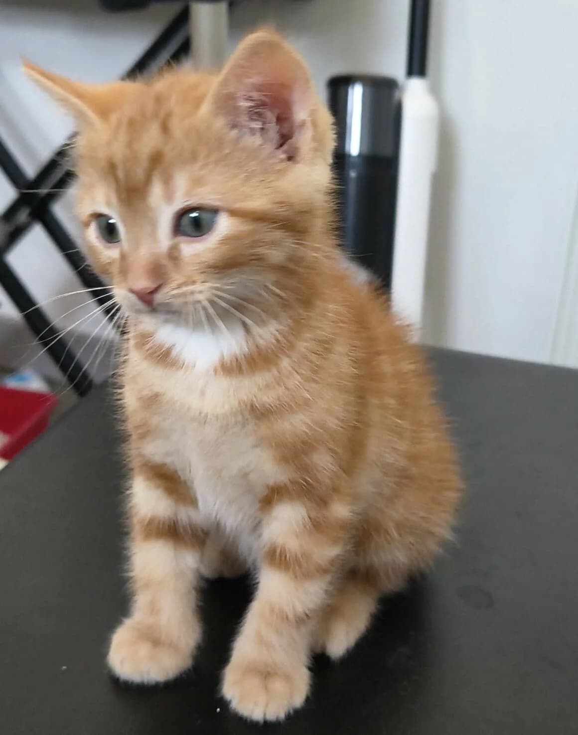 Bueno, male puppy Mixed Breed for adoption at CAT, chabris