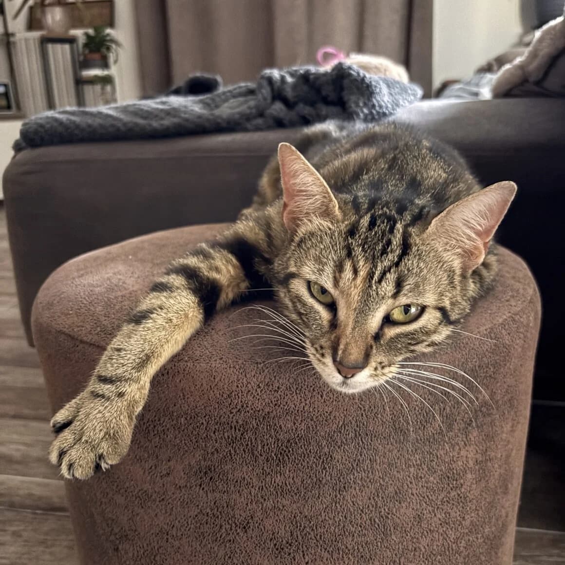 Bastet, female young Mixed Breed for adoption at CAT, chabris