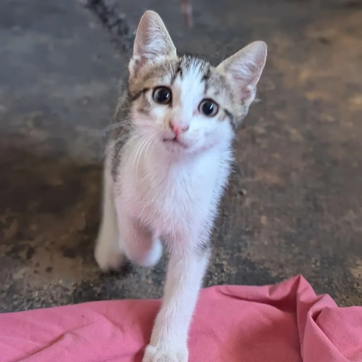 Bébécaille, male puppy Mixed Breed for adoption at CAT, chabris