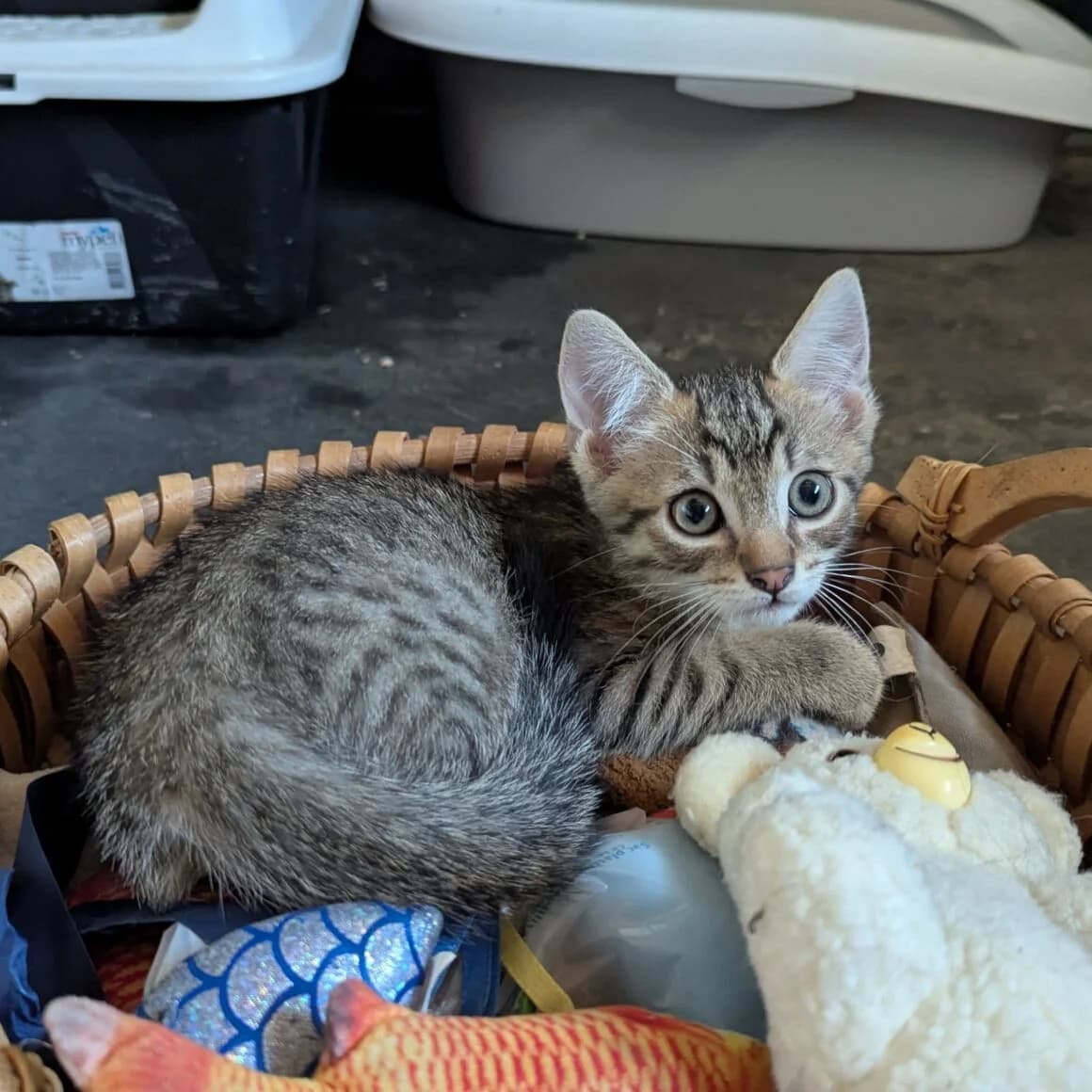 Boustiflor, male puppy Mixed Breed for adoption at CAT, chabris