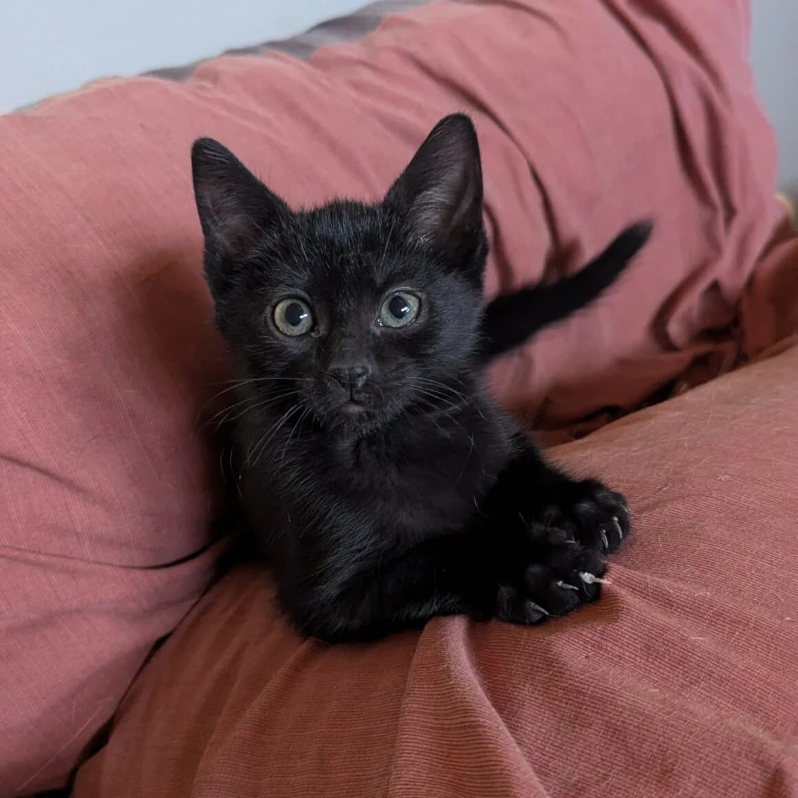 Blancoton, male puppy Mixed Breed for adoption at CAT, chabris