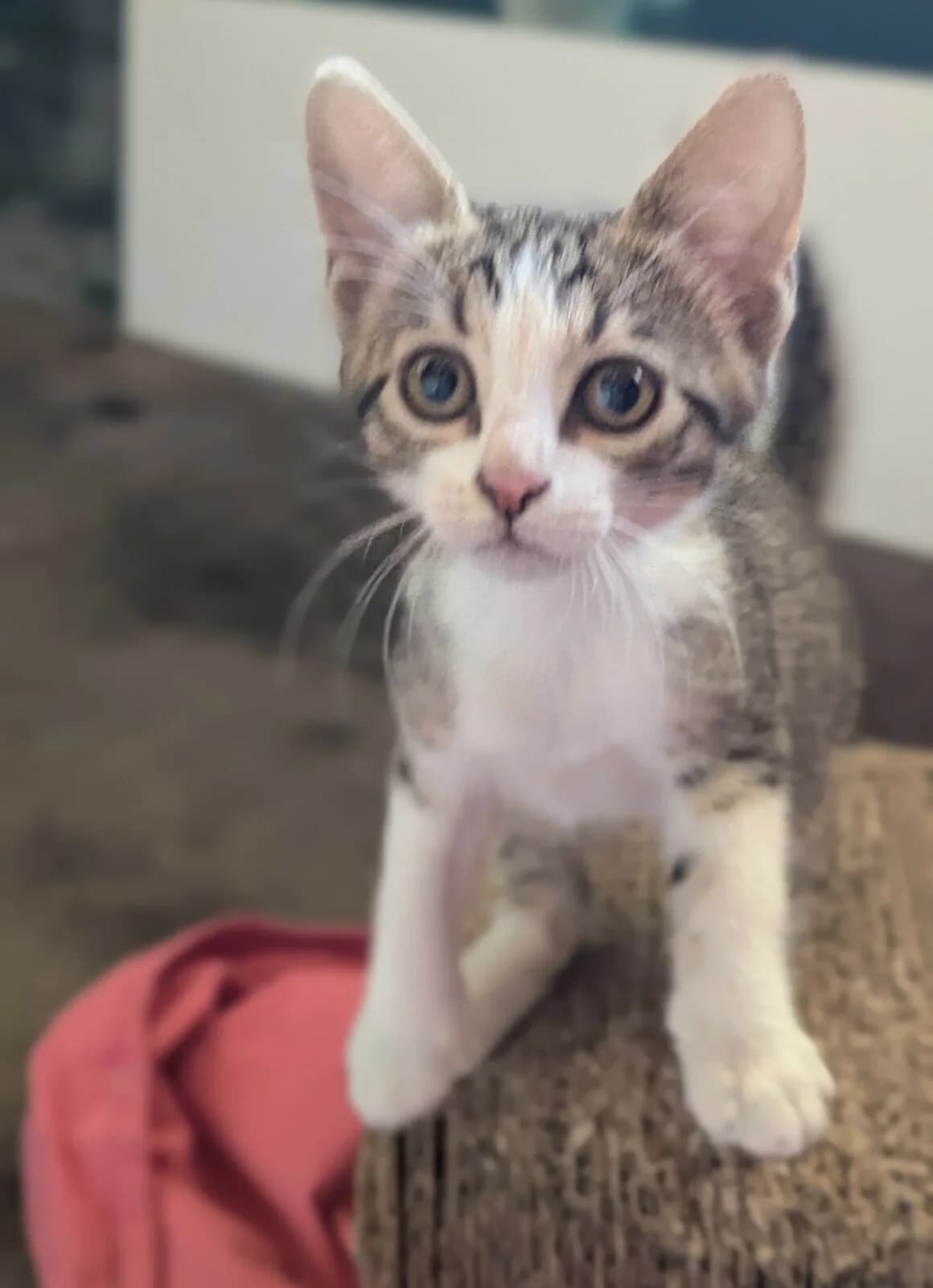 Blindalys, female puppy Mixed Breed for adoption at CAT, chabris