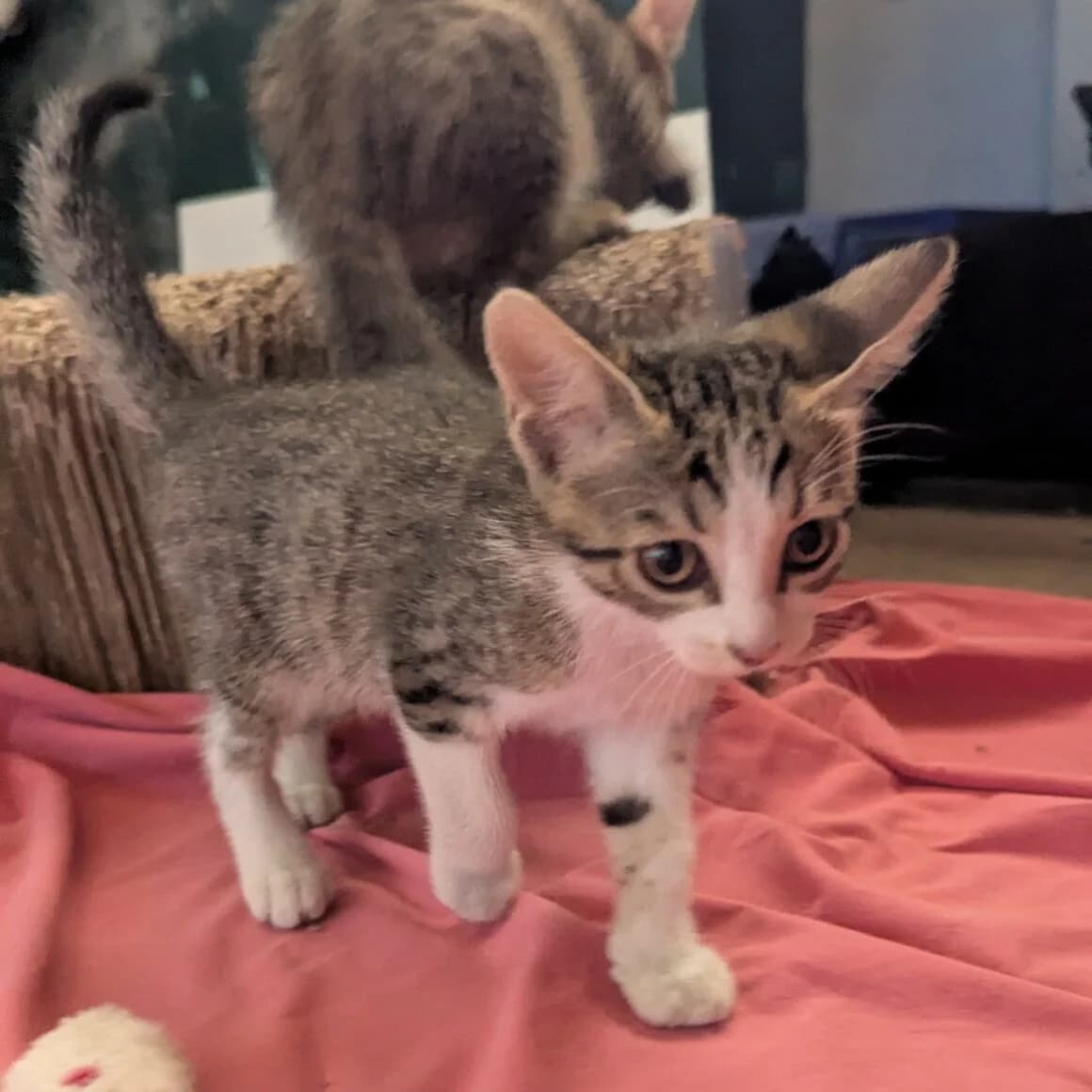 Blindalys, female puppy Mixed Breed for adoption at CAT, chabris