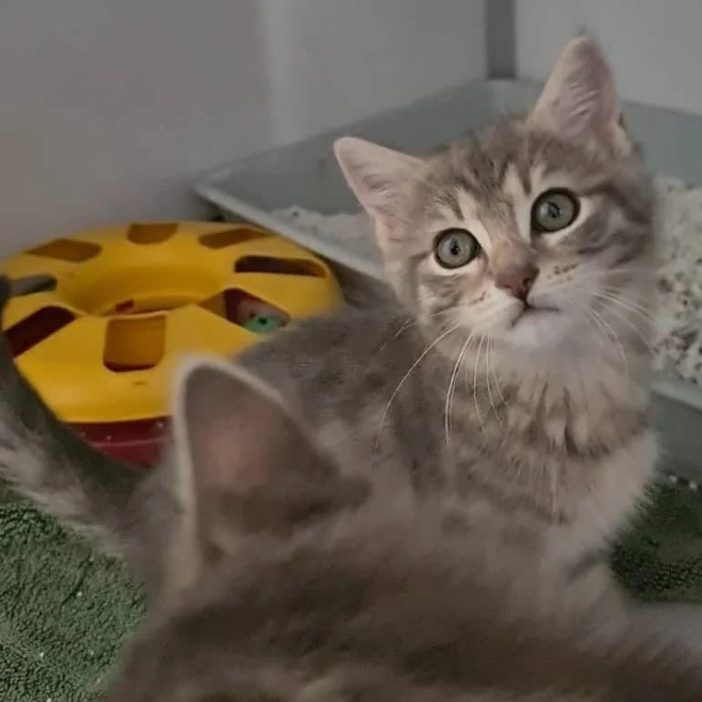 Bluette, female puppy Mixed Breed for adoption at CAT, chabris