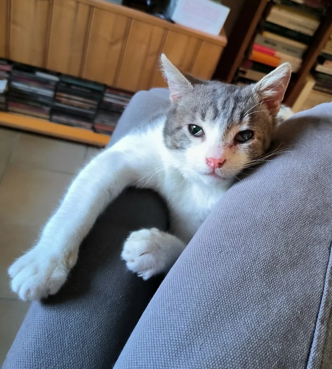 Balzac, male young Mixed Breed for adoption at CAT, chabris
