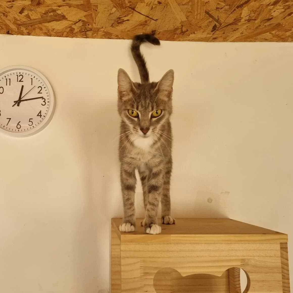 Bonnemine, female young Mixed Breed for adoption at CAT, chabris
