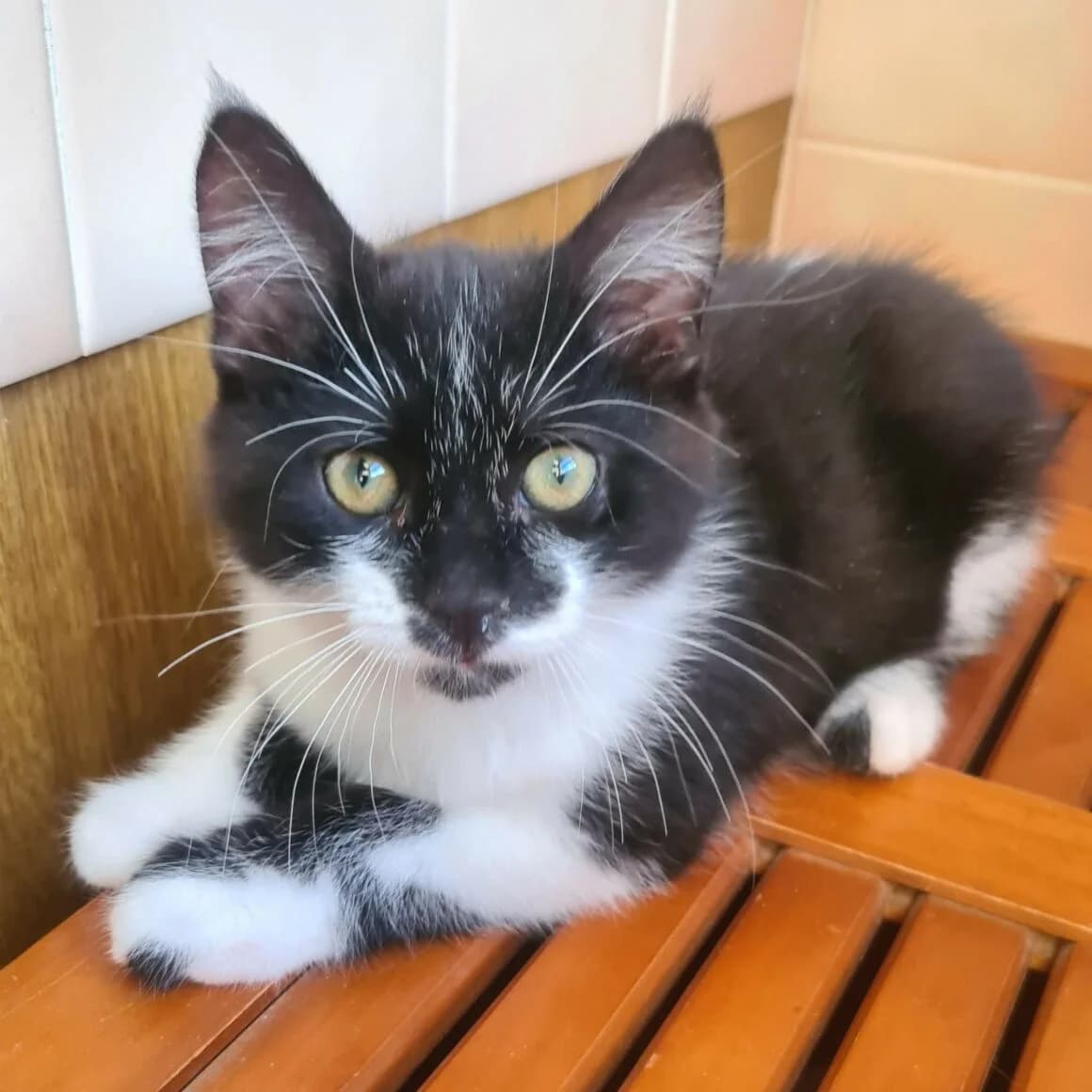 Batman, male puppy Mixed Breed for adoption at CAT, chabris