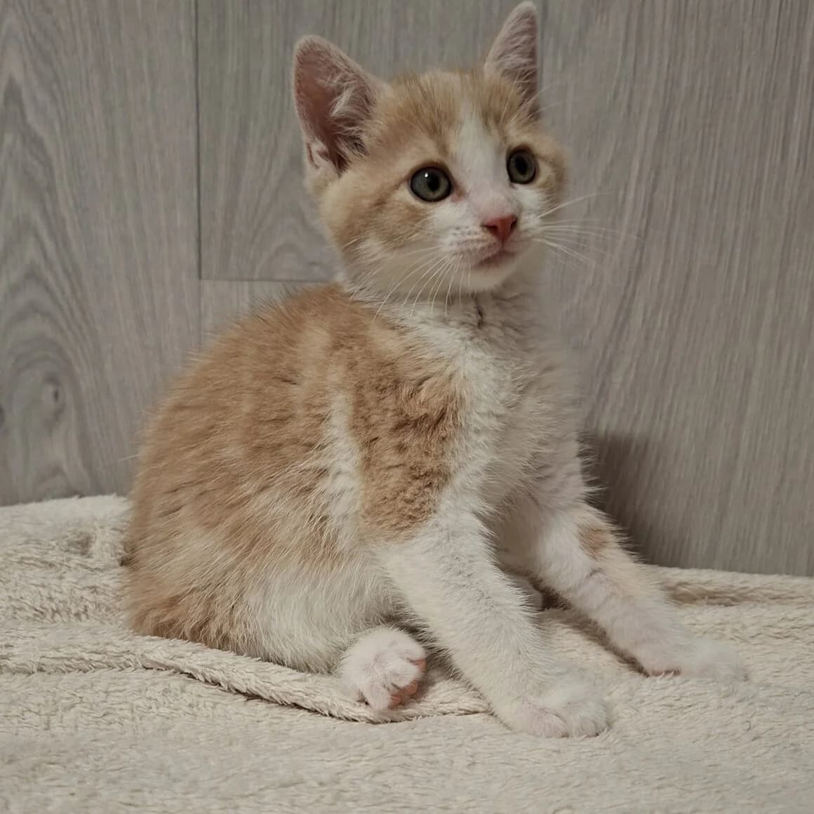 Badigan, male puppy Mixed Breed for adoption at CAT, chabris