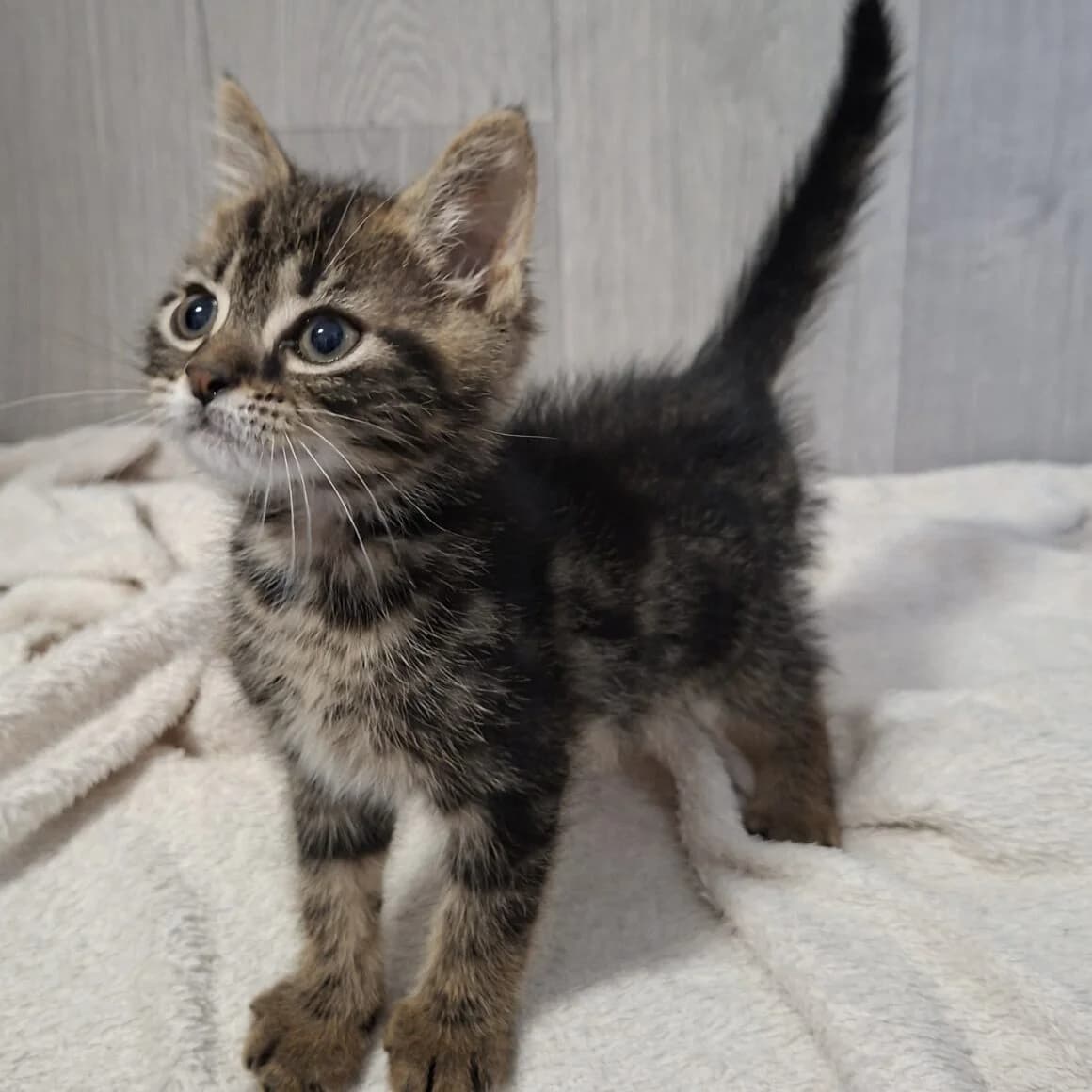Bahia, female puppy Mixed Breed for adoption at CAT, chabris