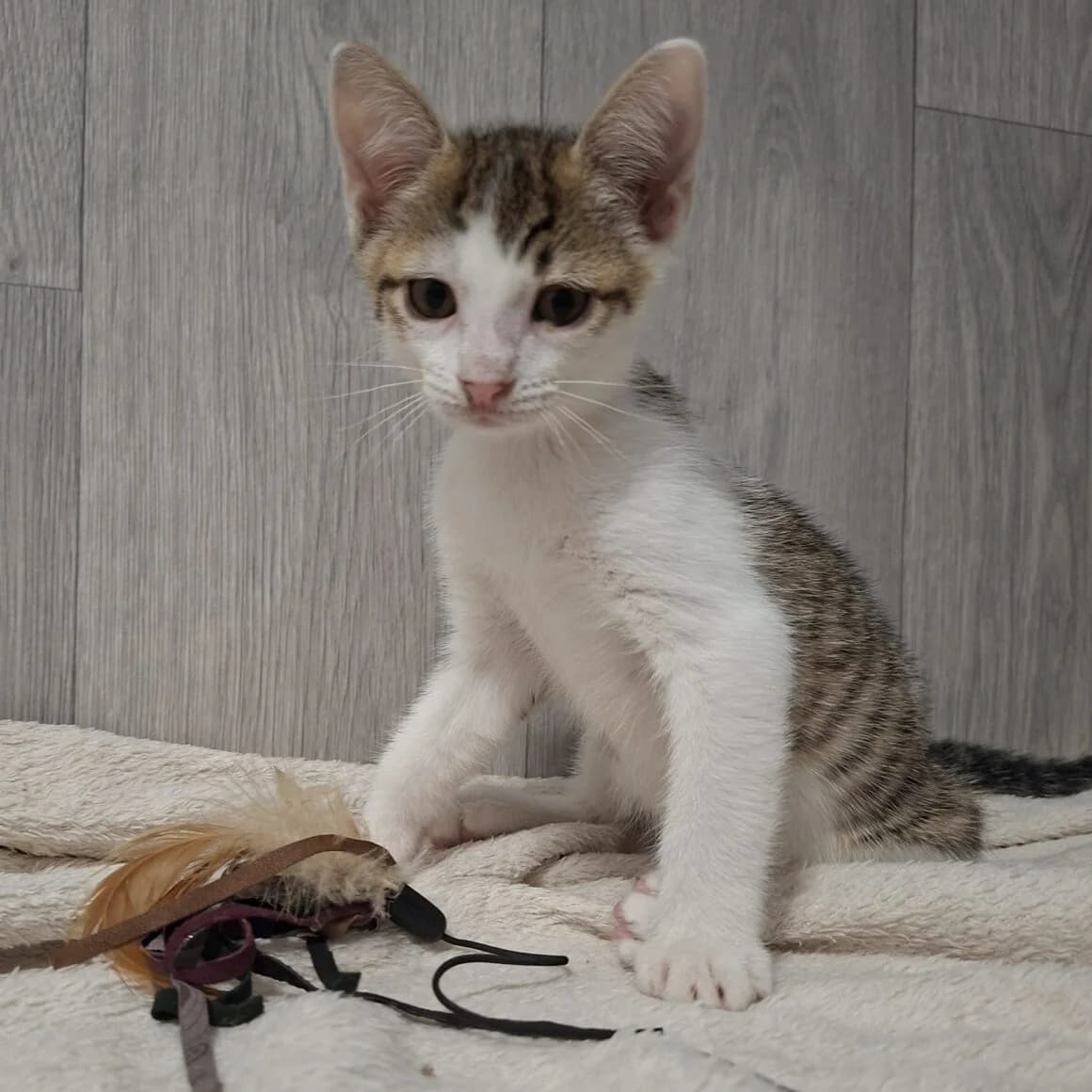 Banzaï, male puppy Mixed Breed for adoption at CAT, chabris