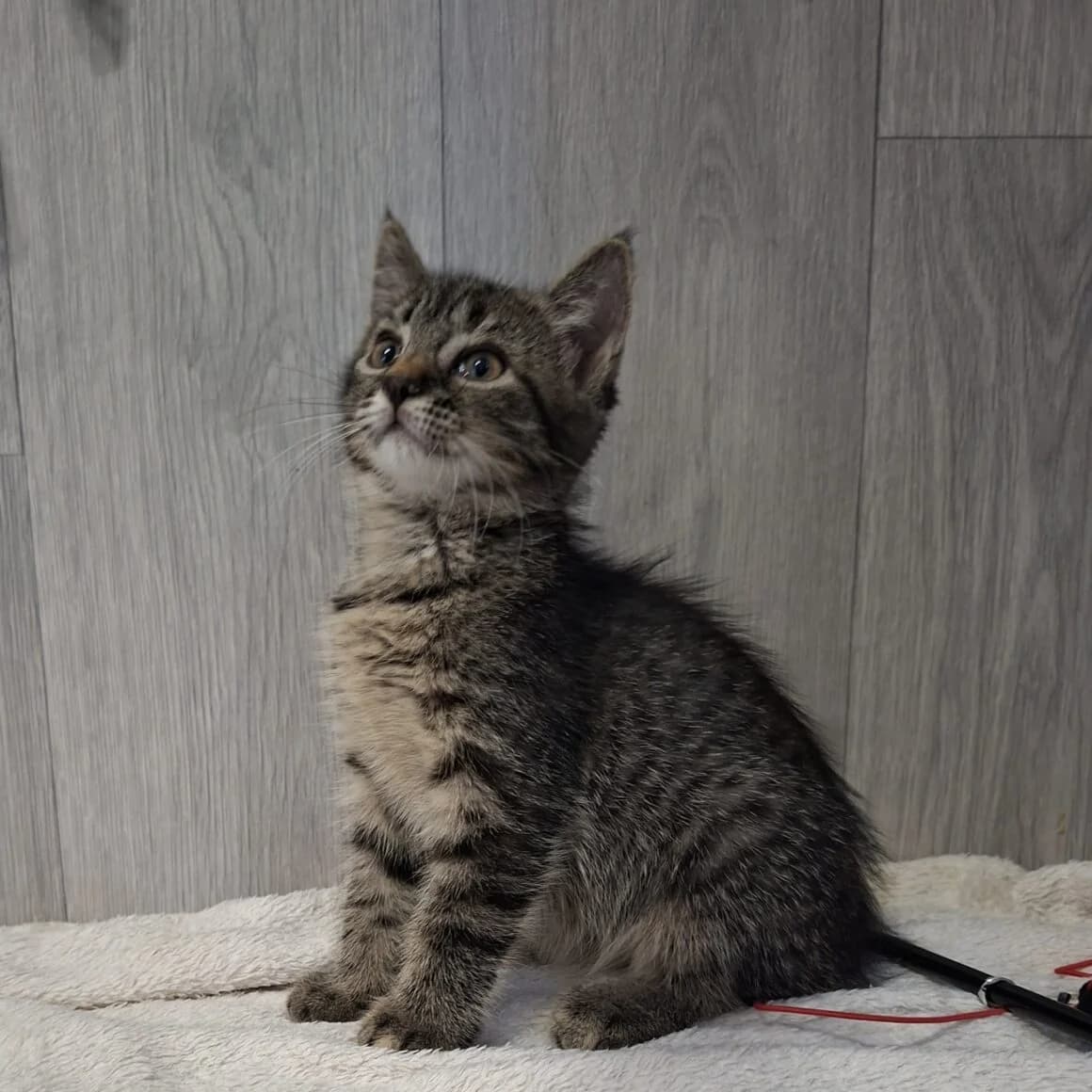 Bardette, female puppy Mixed Breed for adoption at CAT, chabris