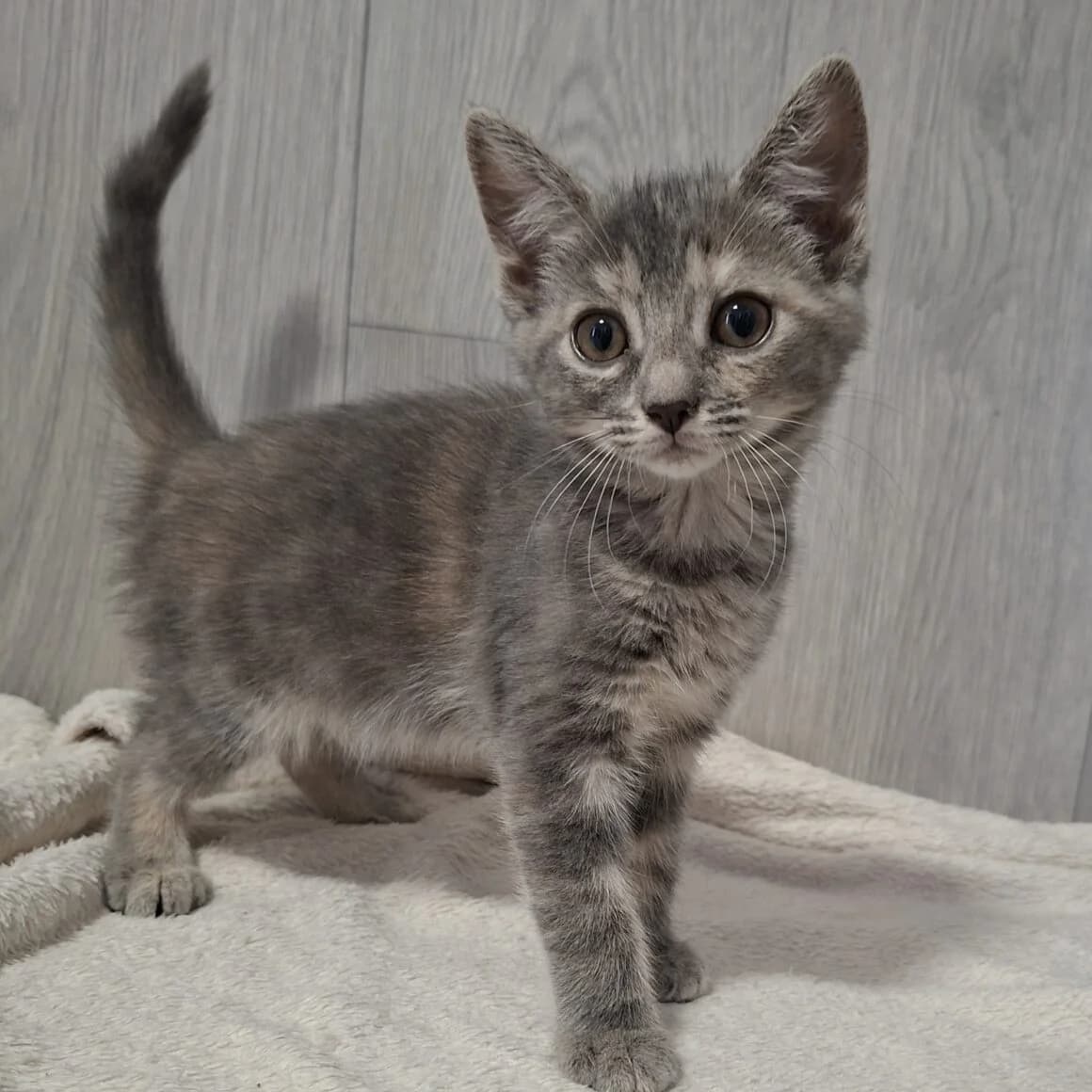 Bocquet, female puppy Mixed Breed for adoption at CAT, chabris