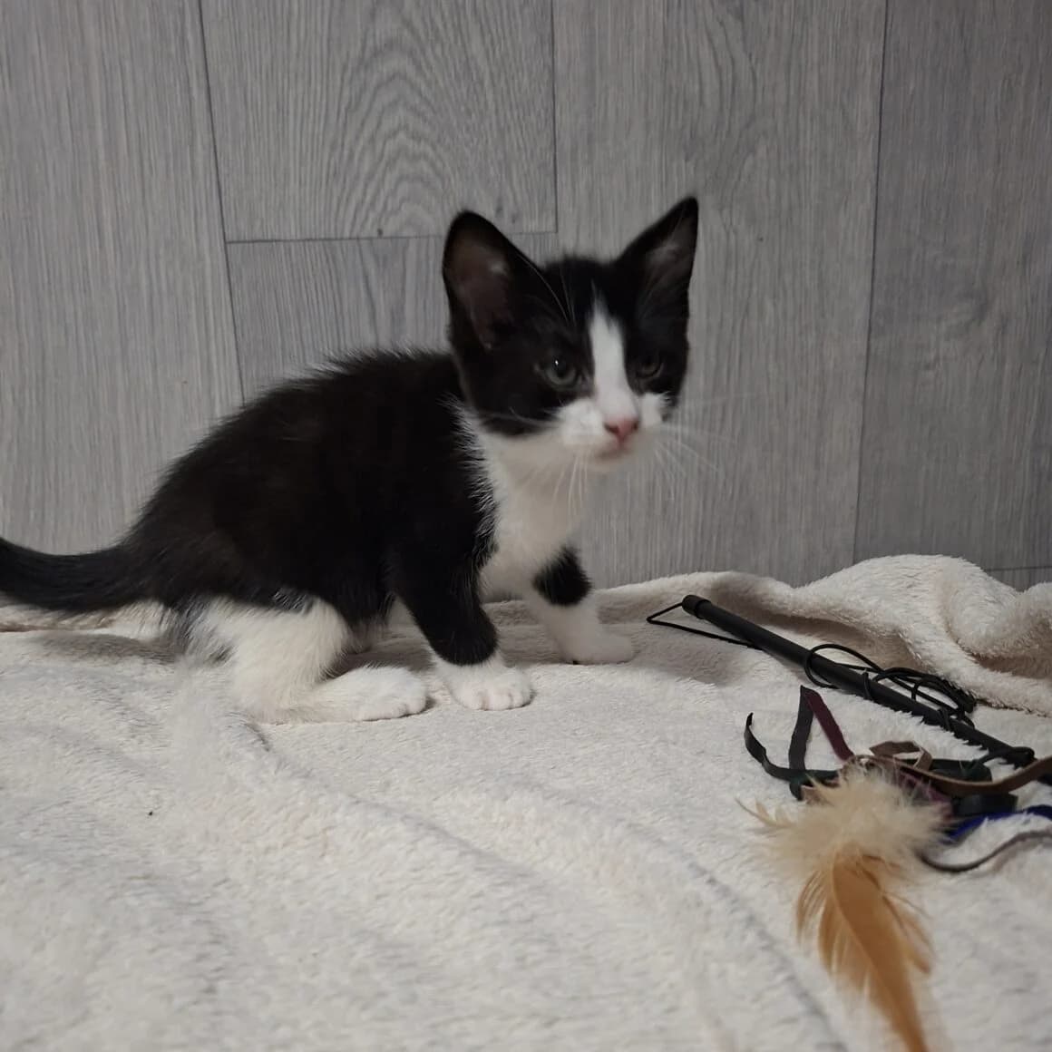 Bonnie, female puppy Mixed Breed for adoption at CAT, chabris