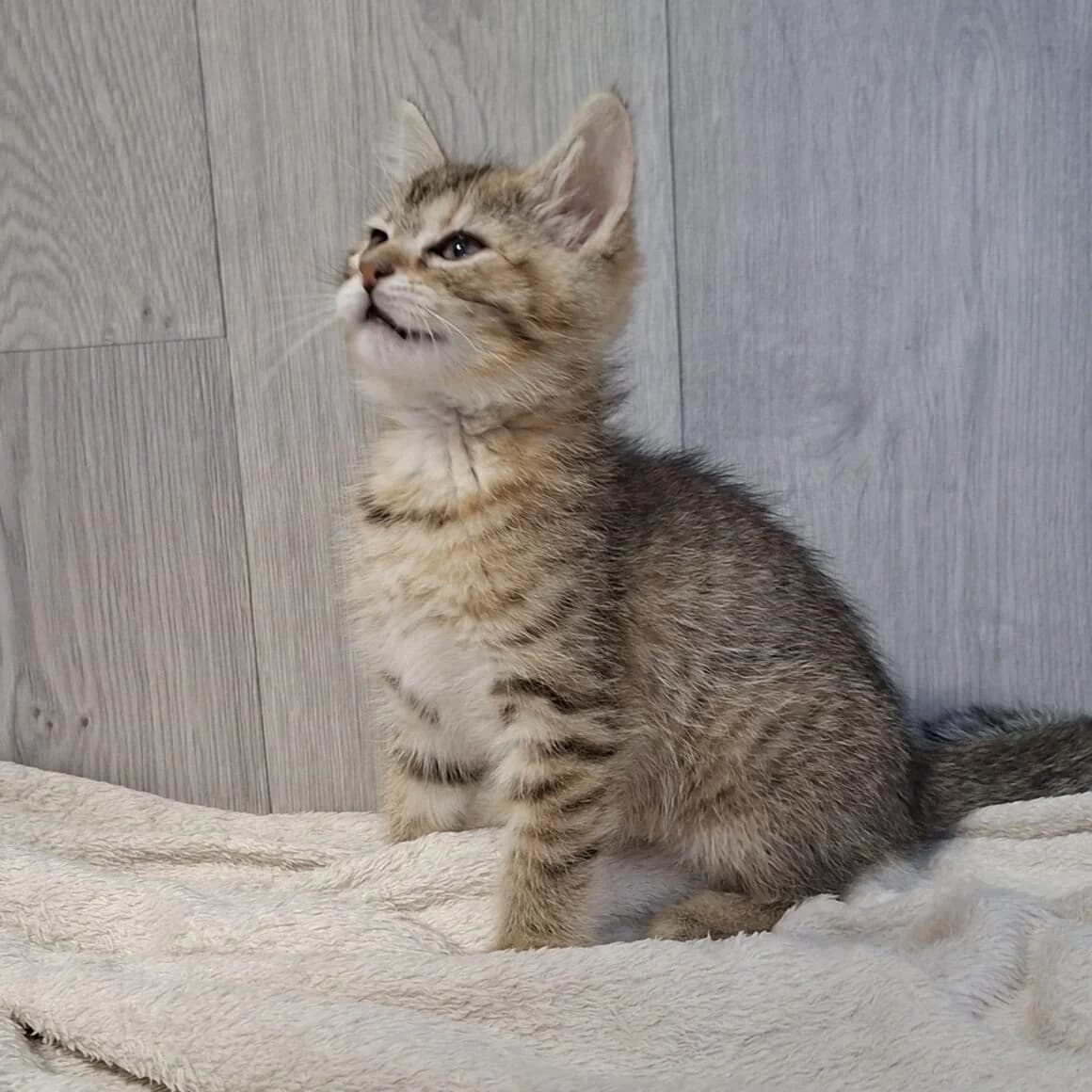 Brooklyn, female puppy Mixed Breed for adoption at CAT, chabris