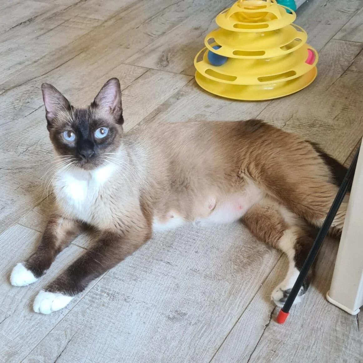 Briseis, female Mixed Breed for adoption at CAT, chabris