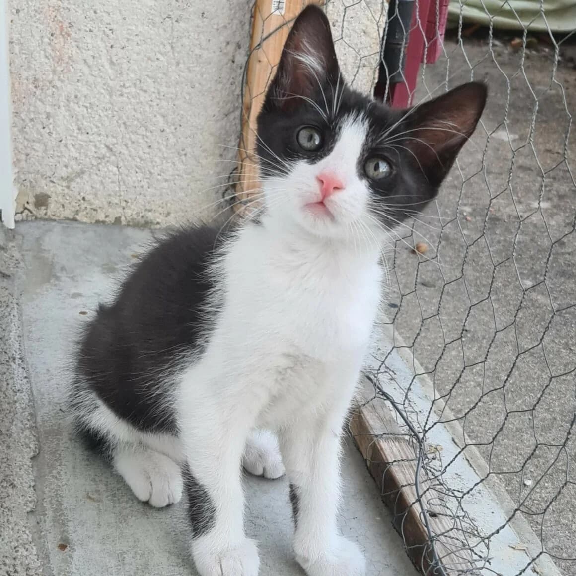Bretzel, male puppy Mixed Breed for adoption at CAT, chabris