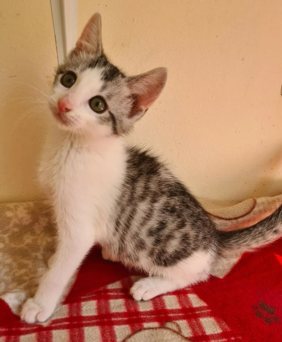 Barbichat, male Mixed Breed for adoption at CAT, chabris