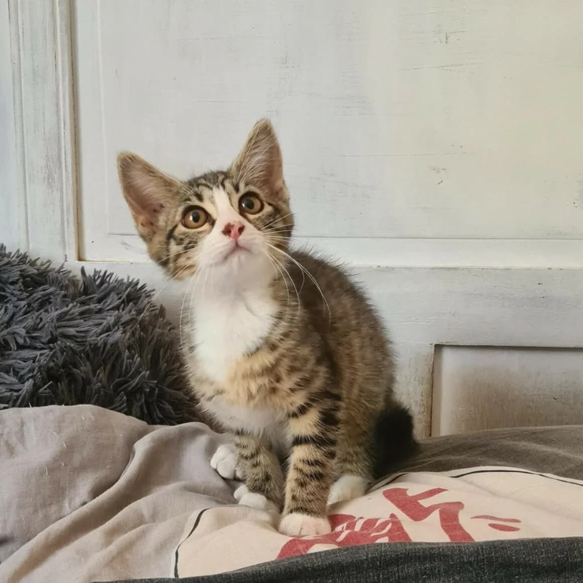 Bowie, female Mixed Breed for adoption at CAT, chabris