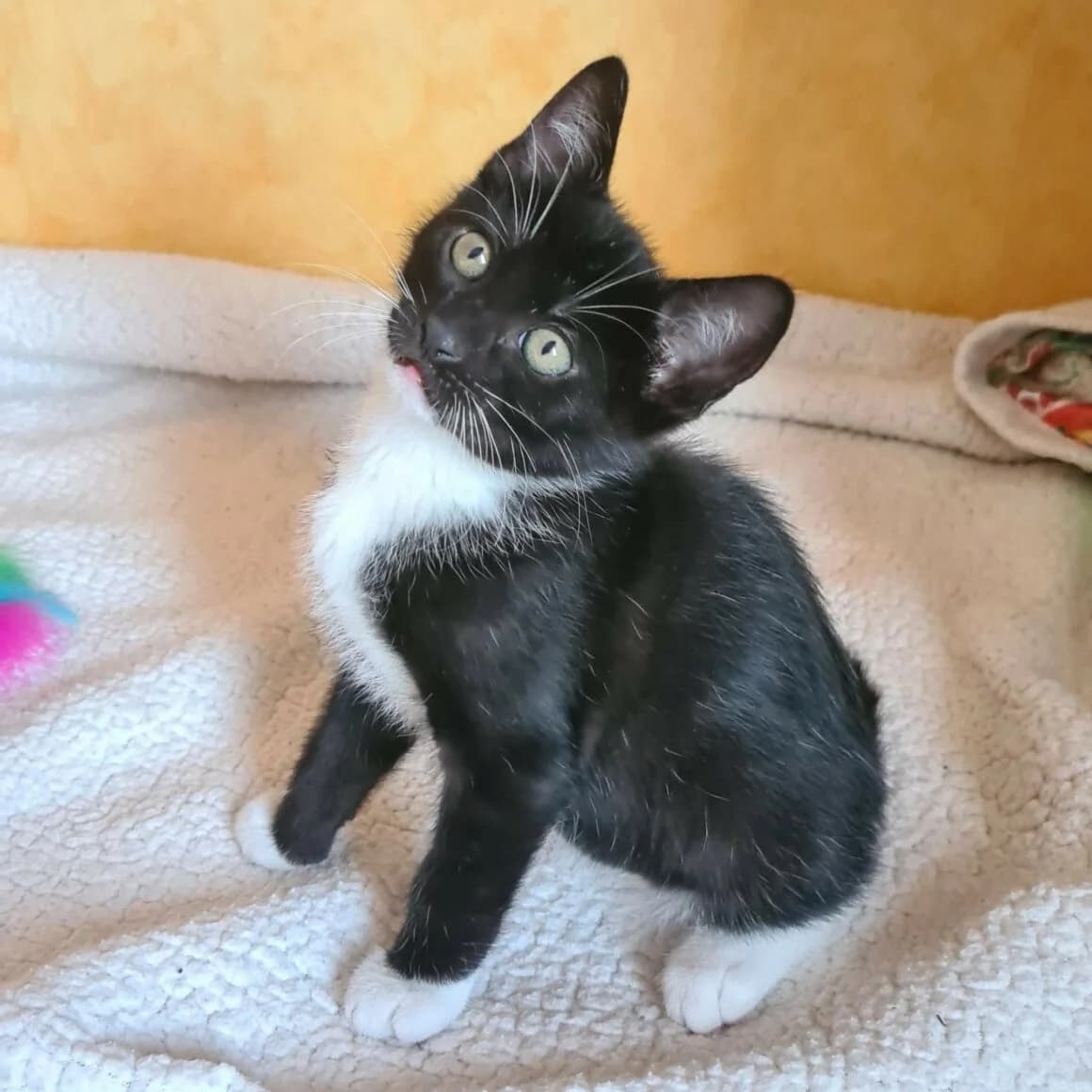 Biscuit, male puppy Mixed Breed for adoption at CAT, chabris