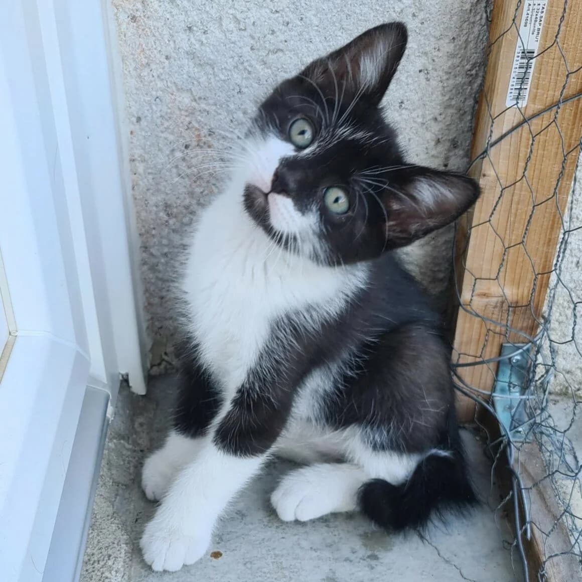 Bobsleigh, male puppy Mixed Breed for adoption at CAT, chabris