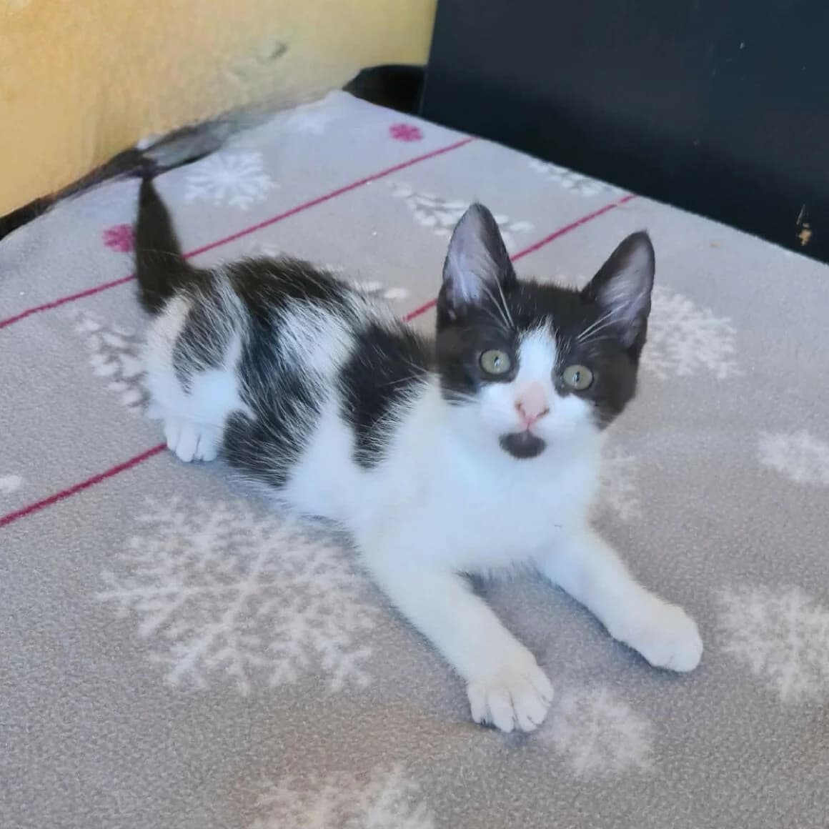 Berlioz, Mixed Breed (CAT)