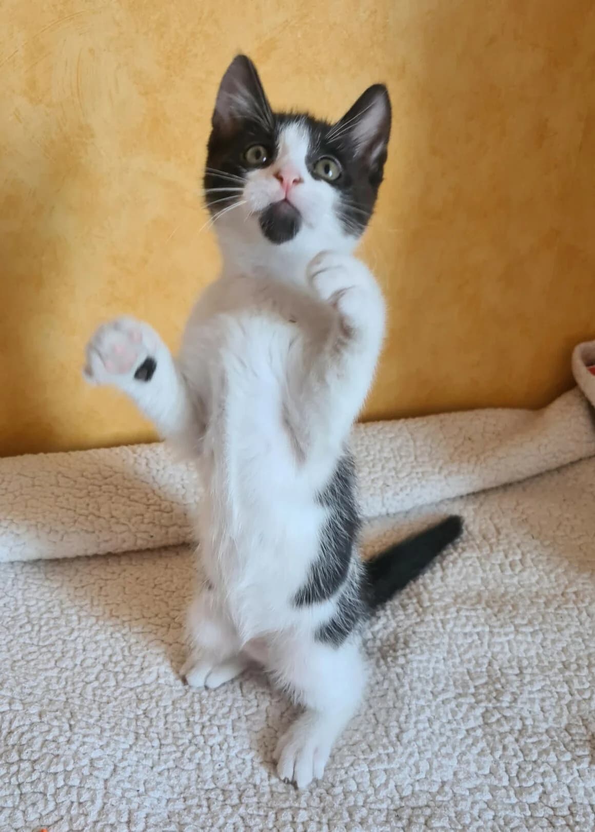 Berlioz, male puppy Mixed Breed for adoption at CAT, chabris