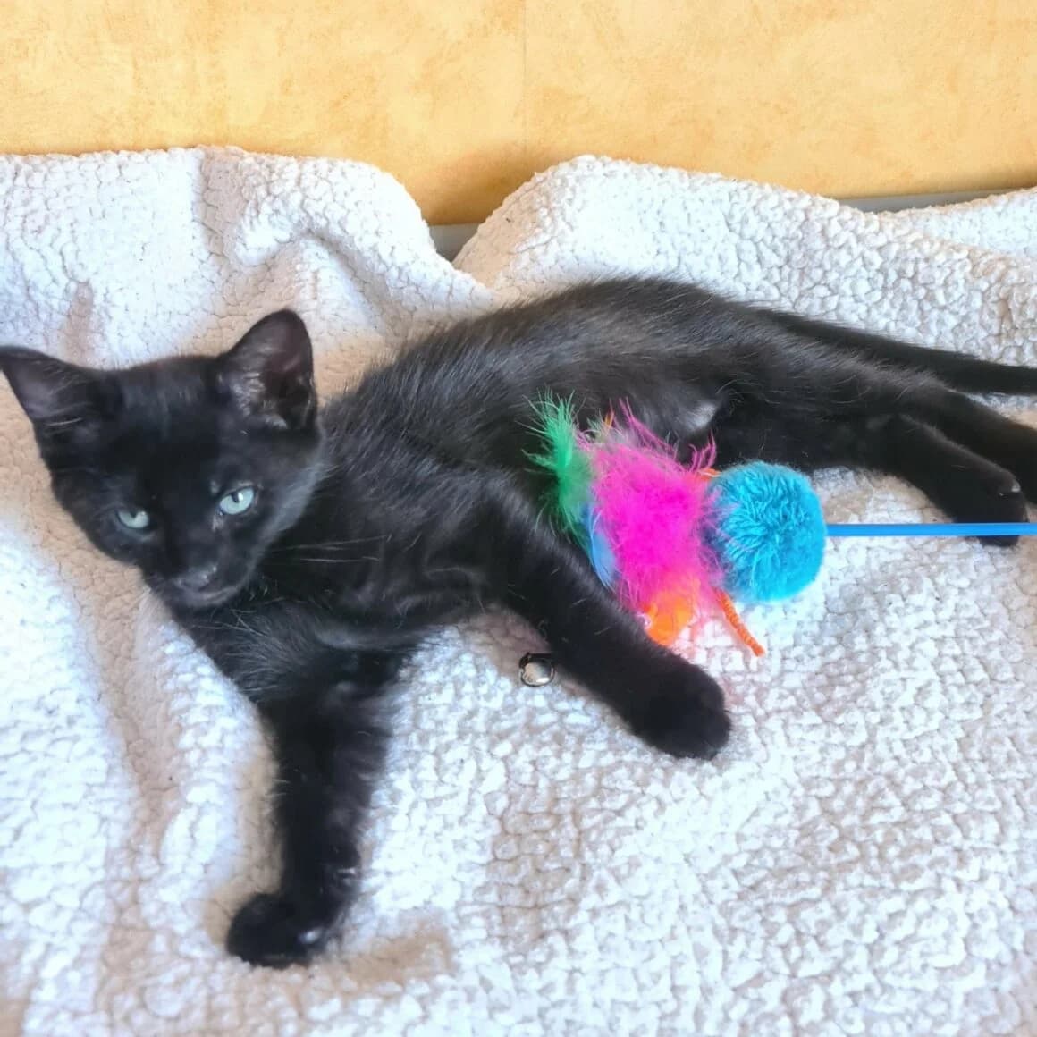 Baroudeuse, Mixed Breed (CAT)