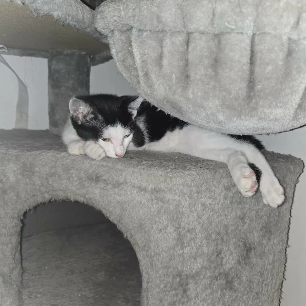 Barcarès, female Mixed Breed for adoption at CAT, chabris