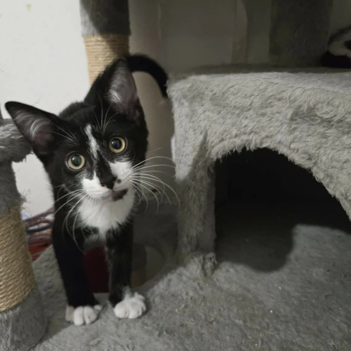Brazil, male Mixed Breed for adoption at CAT, chabris