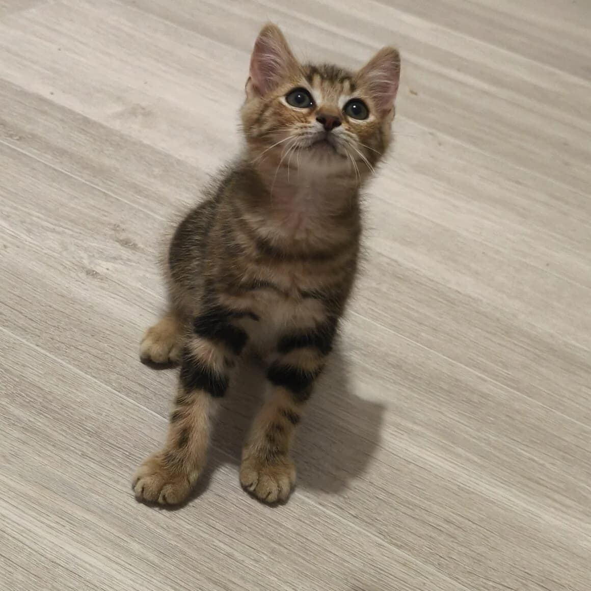 Badasse, male Mixed Breed for adoption at CAT, chabris