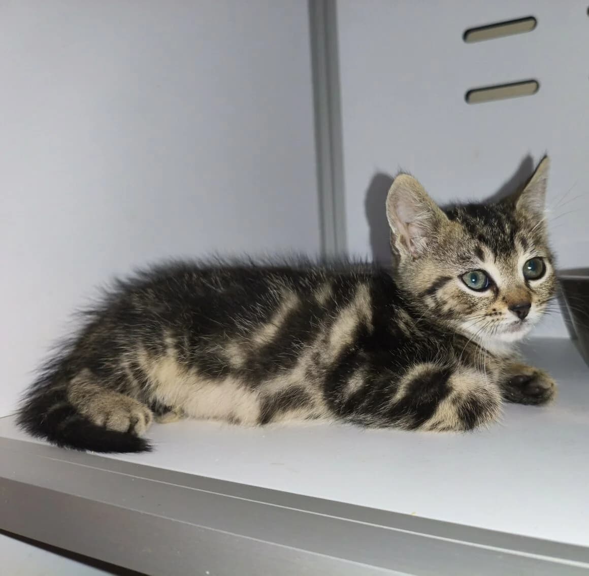Berce, male Mixed Breed for adoption at CAT, chabris