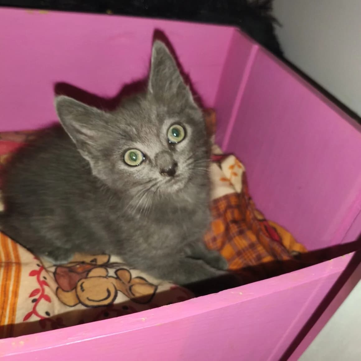 Basilic, male puppy Mixed Breed for adoption at CAT, chabris