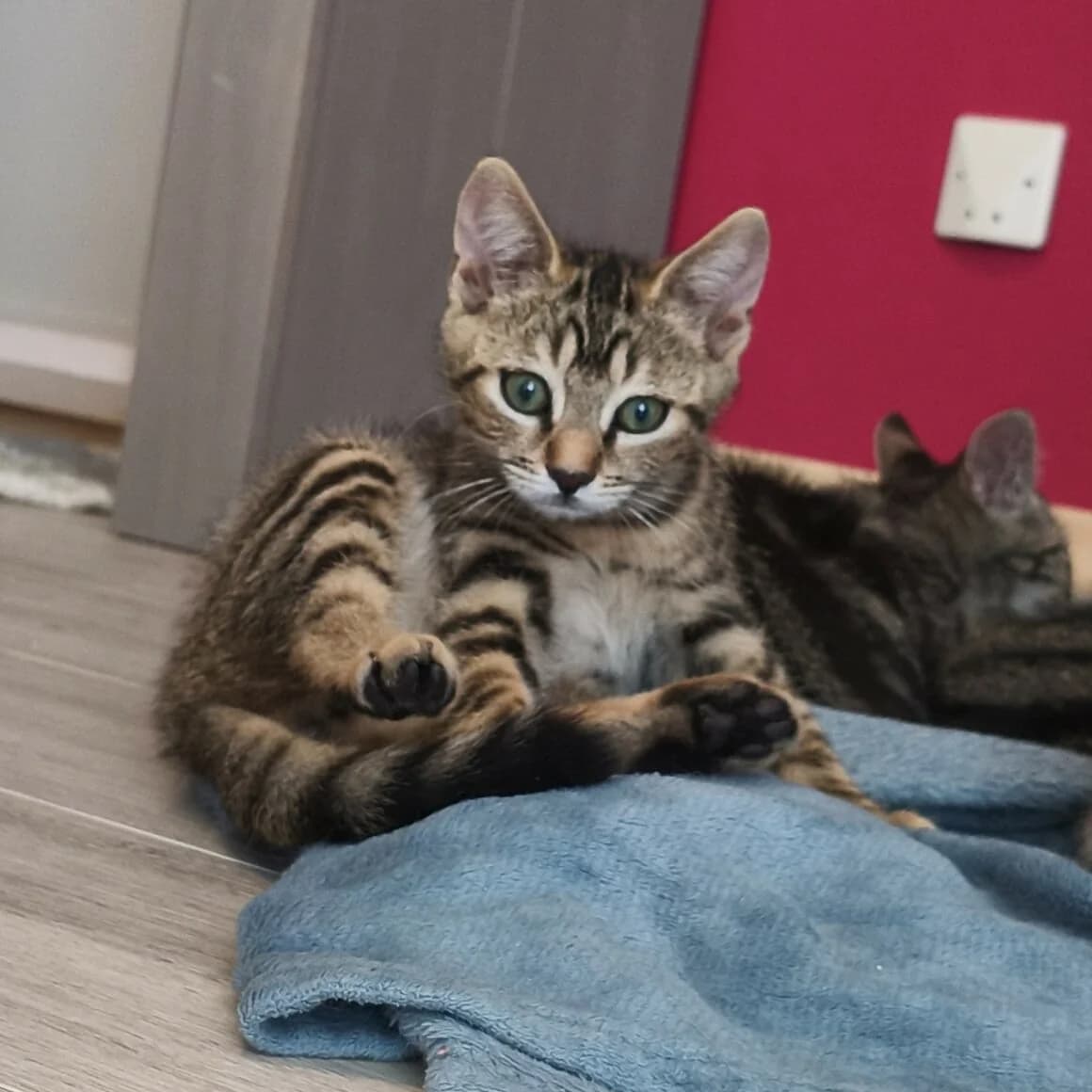 Barbiche, male Mixed Breed for adoption at CAT, chabris