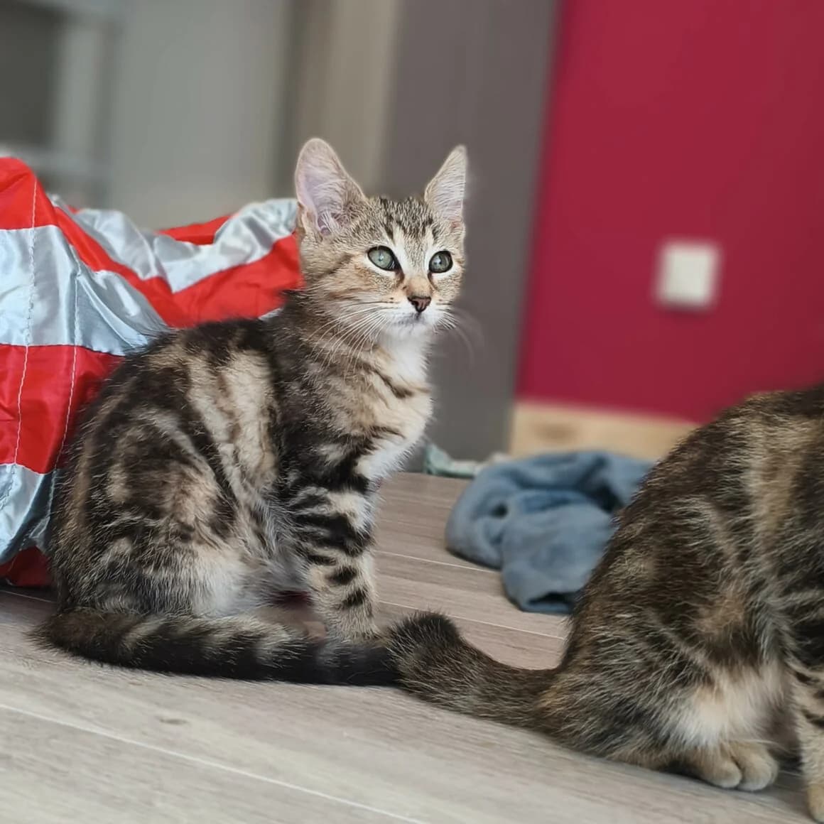 Bourrache, female Mixed Breed for adoption at CAT, chabris