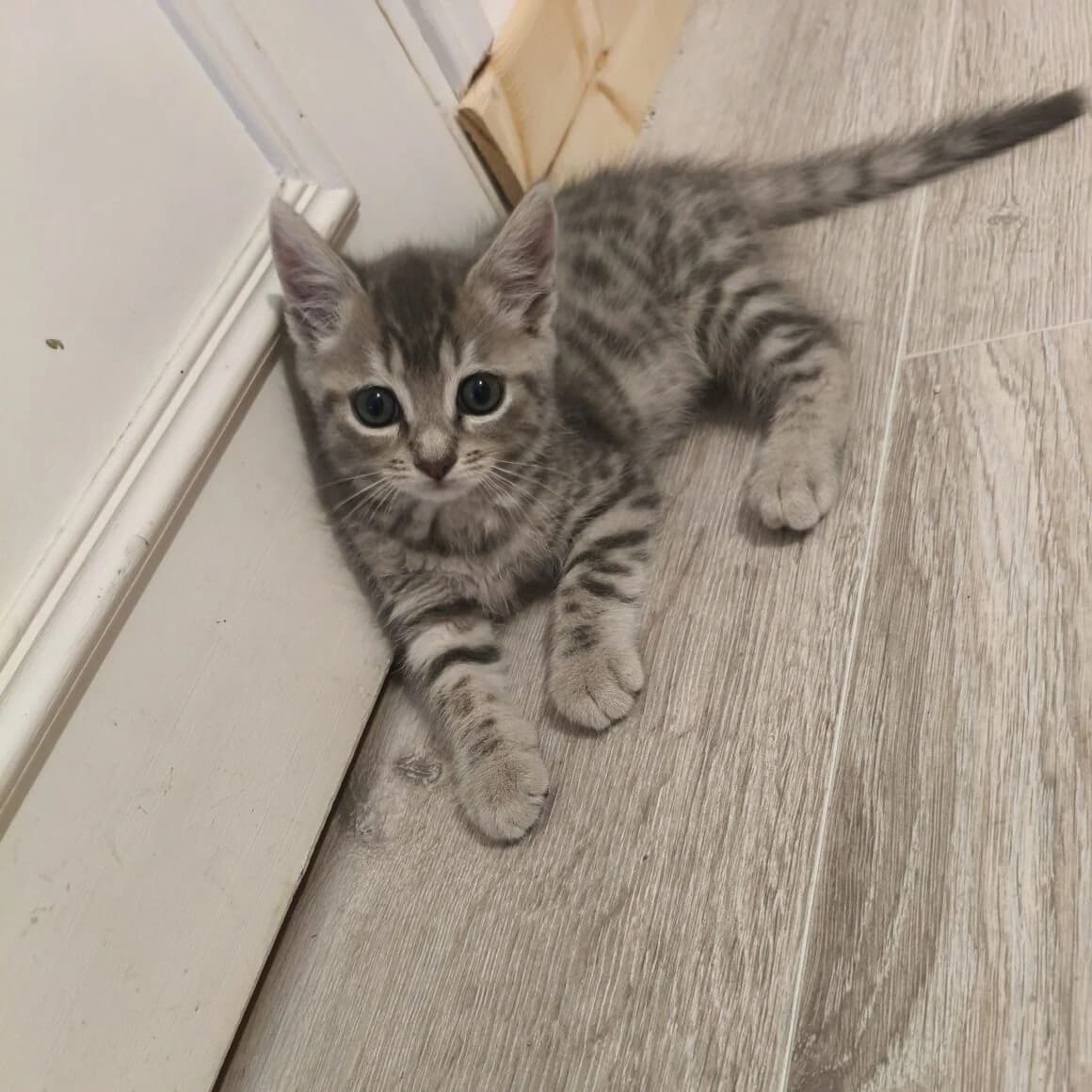 Burberry, female Mixed Breed for adoption at CAT, chabris