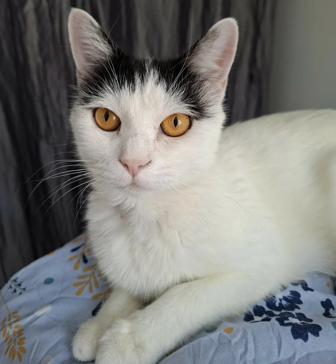 Bahamas, female young Mixed Breed for adoption at CAT, chabris
