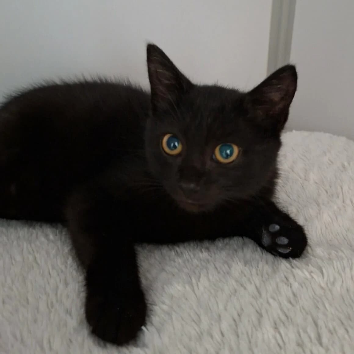 Bananas, female puppy Mixed Breed for adoption at CAT, chabris