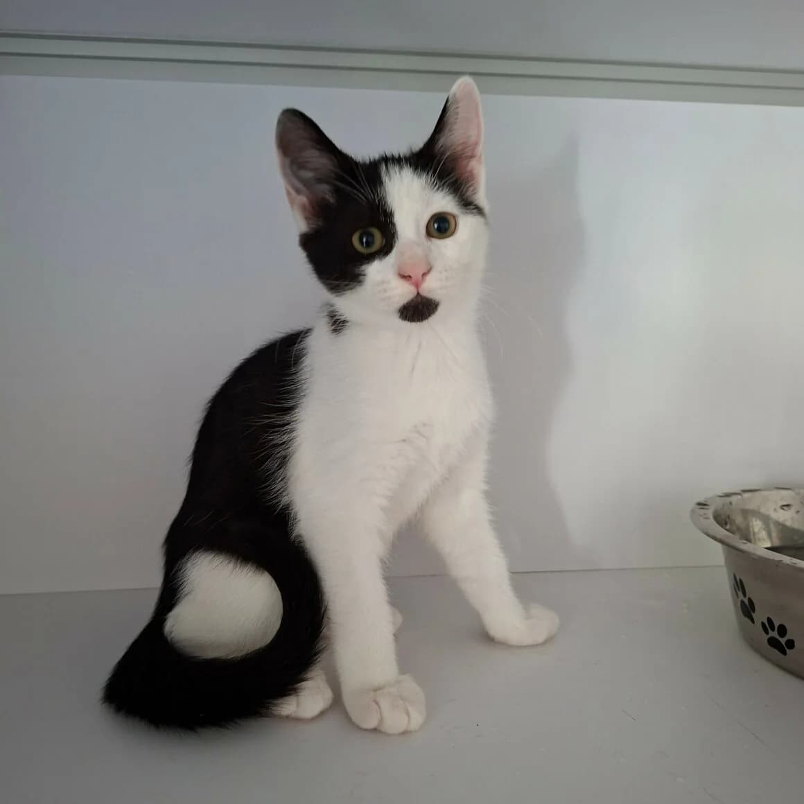 Beijin, male Mixed Breed for adoption at CAT, chabris