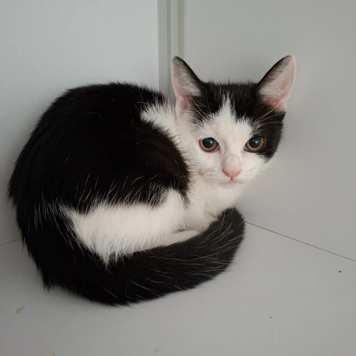 Byzance, female Mixed Breed for adoption at CAT, chabris
