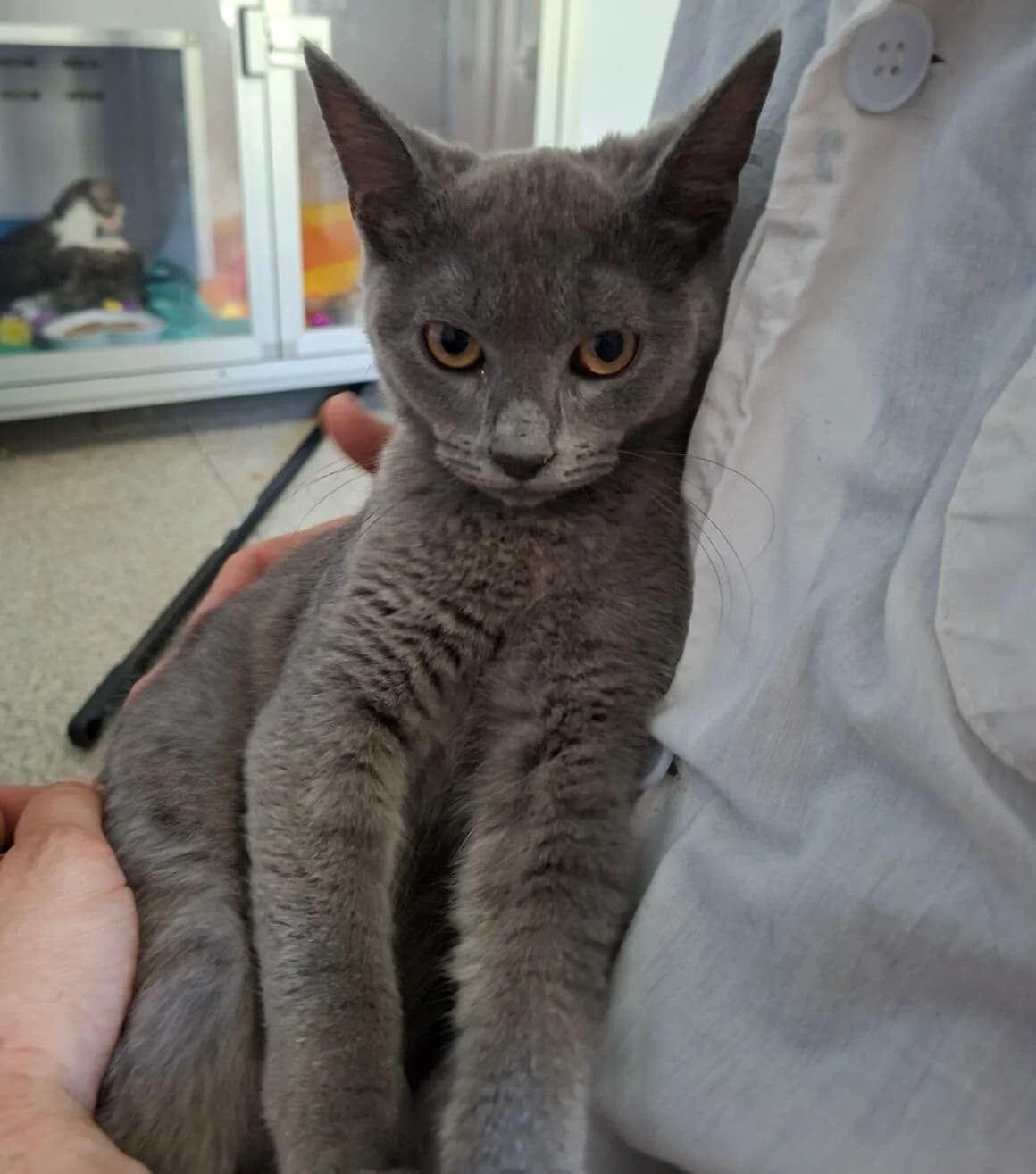 Blueberry, female Mixed Breed for adoption at CAT, chabris