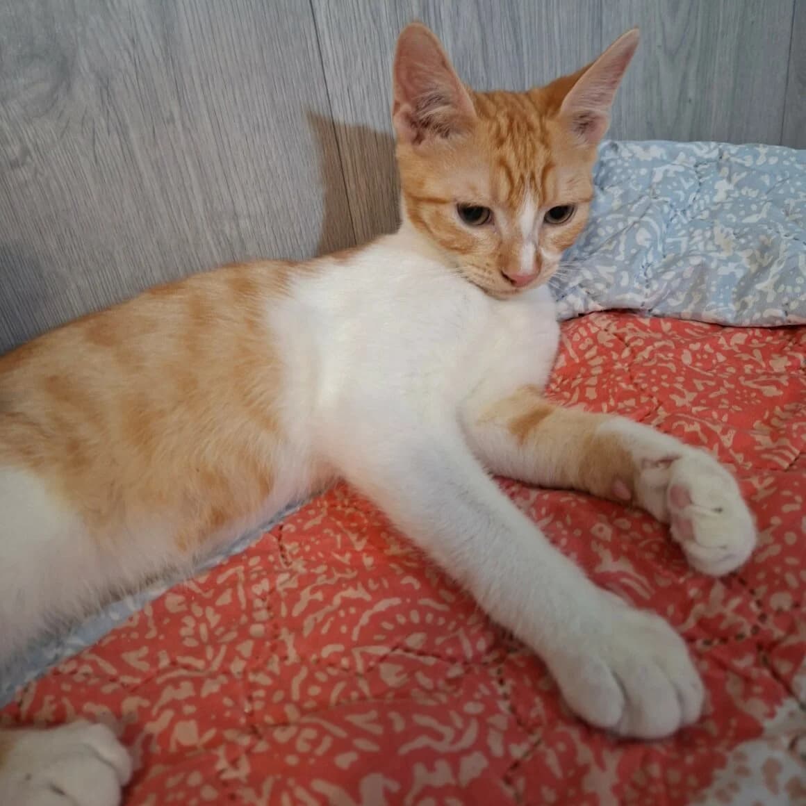 Bradbury, male puppy Mixed Breed for adoption at CAT, chabris